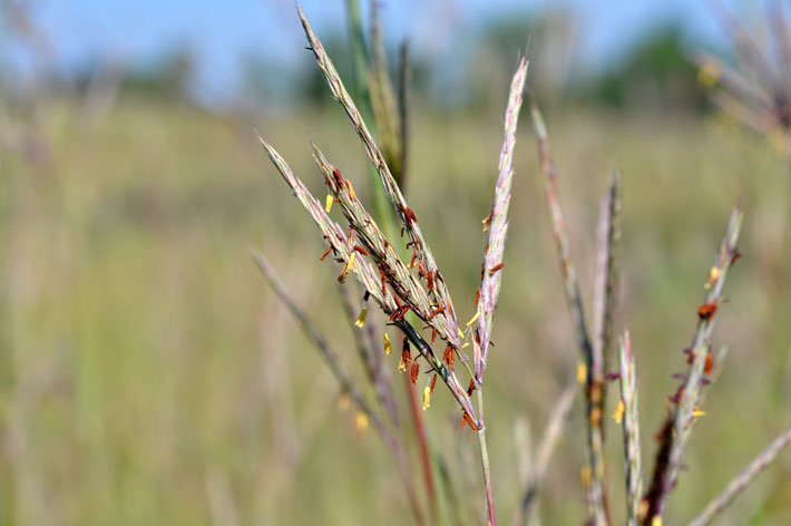 Bigbluestem_2usedbypermission