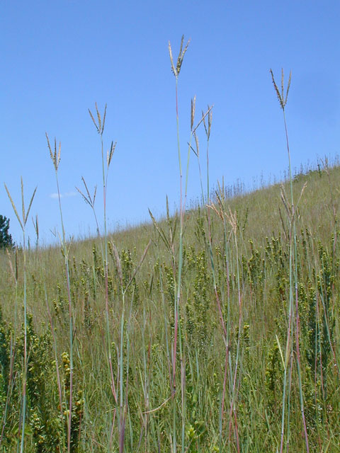 Bigbluestem_1usedbypermission
