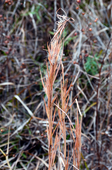 Broomsedgebluestem1_usedbypermission