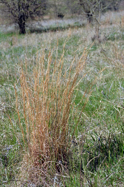 Broomsedgebluestem2_usedbypermission