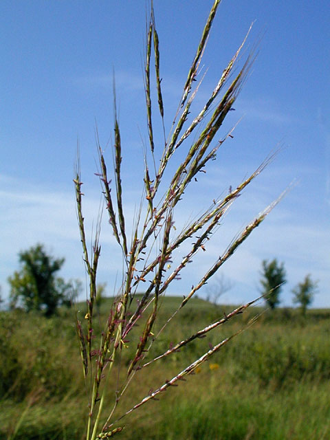 Caucasianbluestem1_usedbypermission