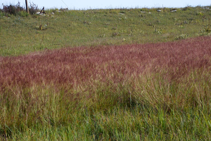 Caucasianbluestem2_usedbypermission