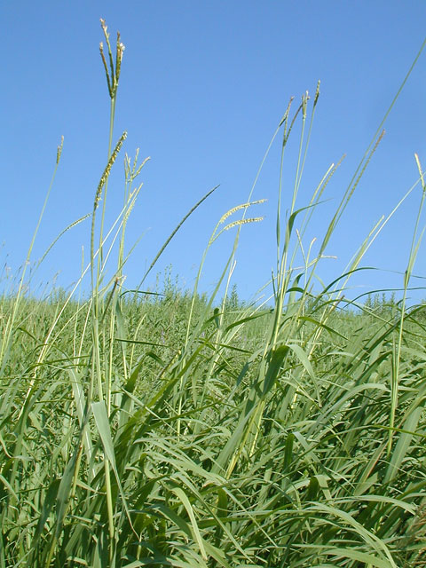 Easterngamagrass1_usedbypermission