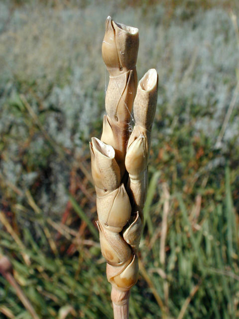 Easterngamagrass2_usedbypermission
