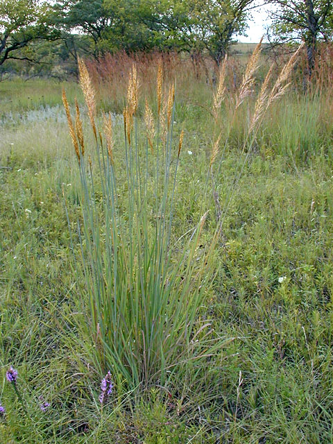 Indiangrass1_usedbypermission