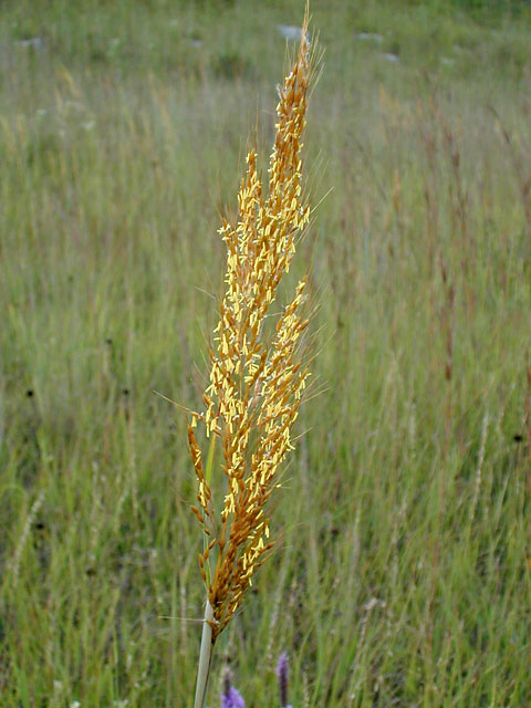 Indiangrass2_usedbypermission