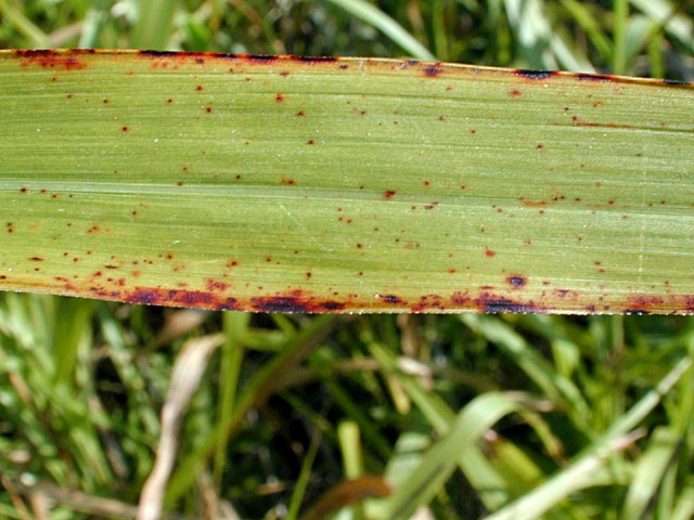 Johnsongrass2_usedbypermission