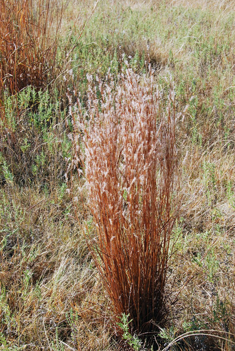 Littlebluestem1_usedbypermission