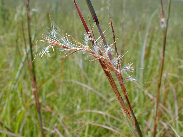 Littlebluestem2_usedbypermission