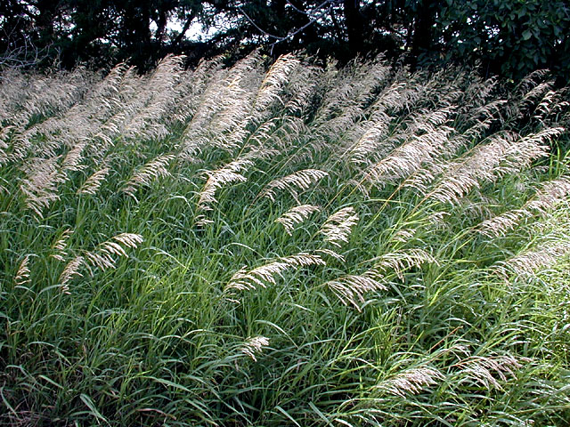 Smoothbrome1_usedbypermission