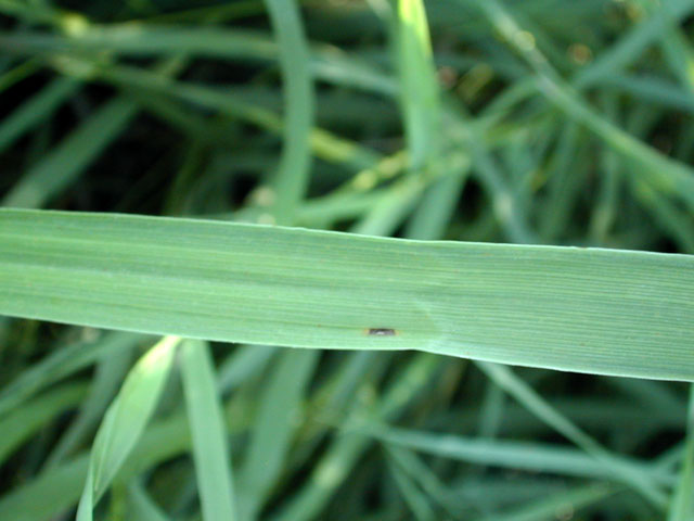 Smoothbrome2_usedbypermission