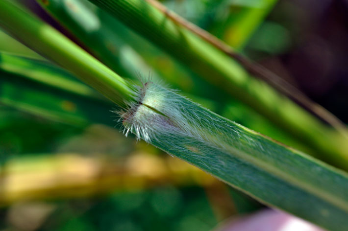 Switchgrass2_usedbypermission