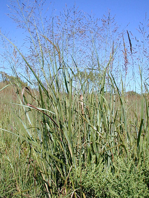 Switchgrass1_usedbypermission