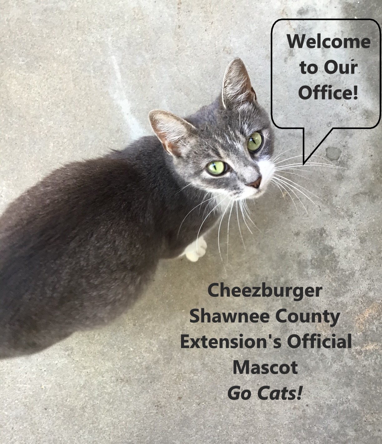 Cheezeburger Office Cat