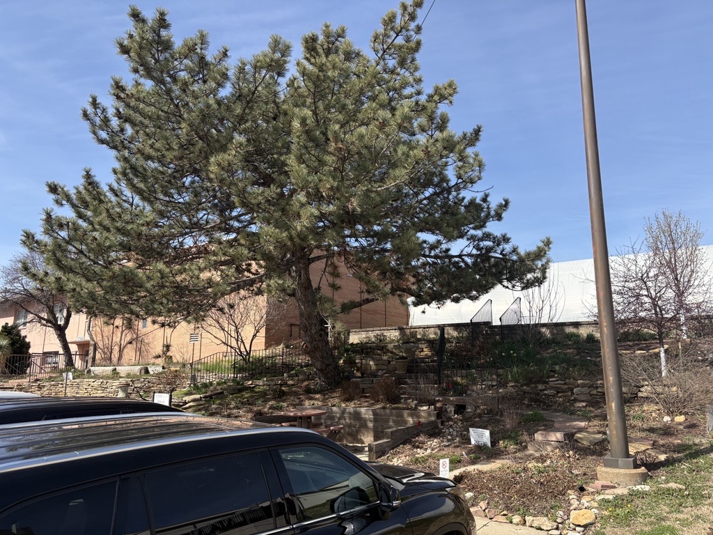 Hillside Garden in March 2026