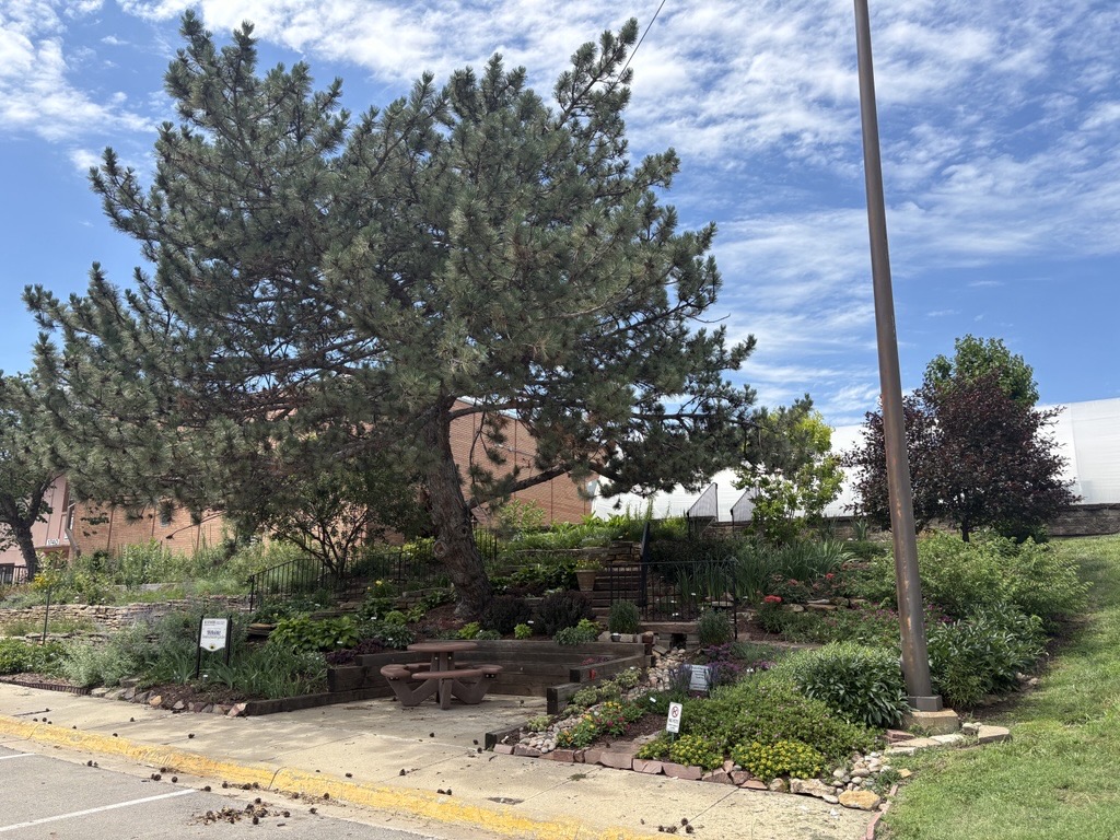 Hillside Garden in June 2026