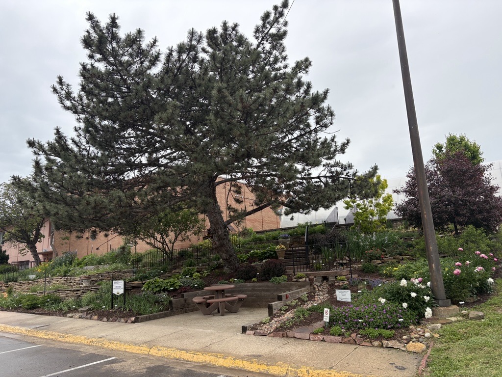 Hillside Garden in May 2026