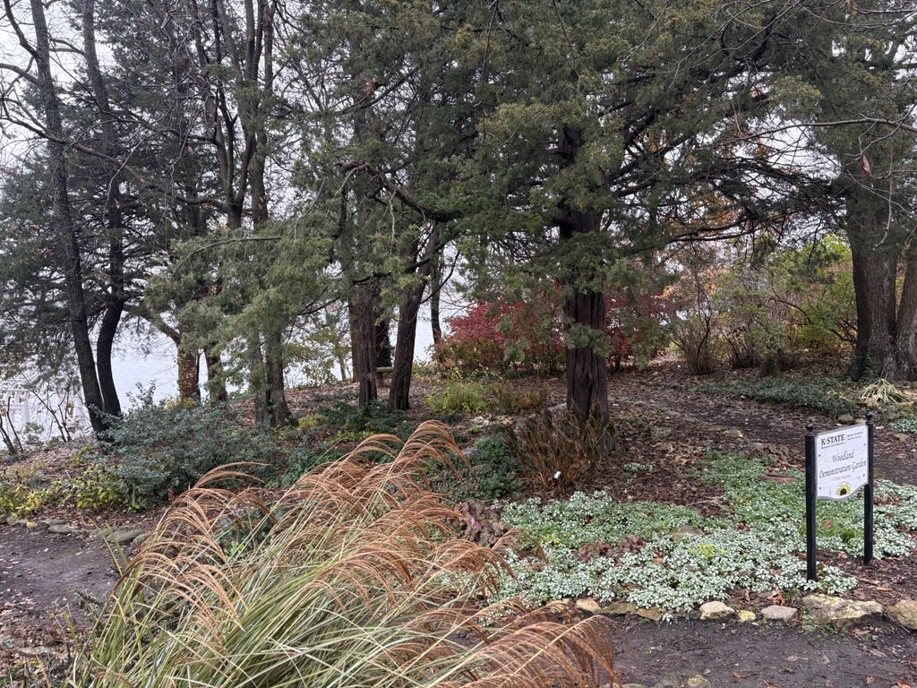 Woodland Garden in November 2025