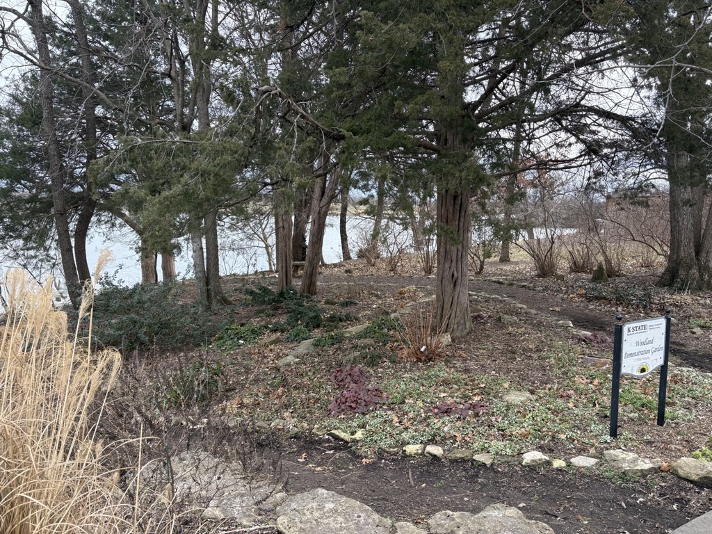 Woodland Garden in January 2026