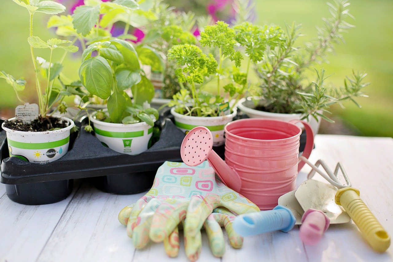 herbs to plant