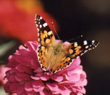 Painted Lady Butterfly