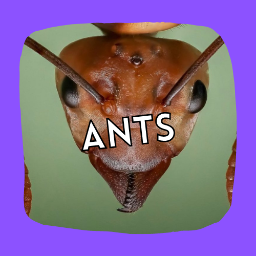 Ant Program button