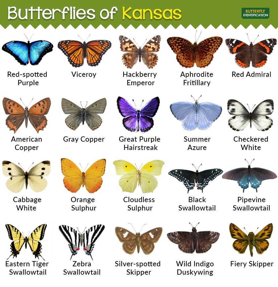 Butterflies of Kansas