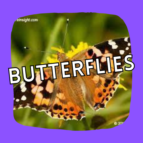 Butterfly Button