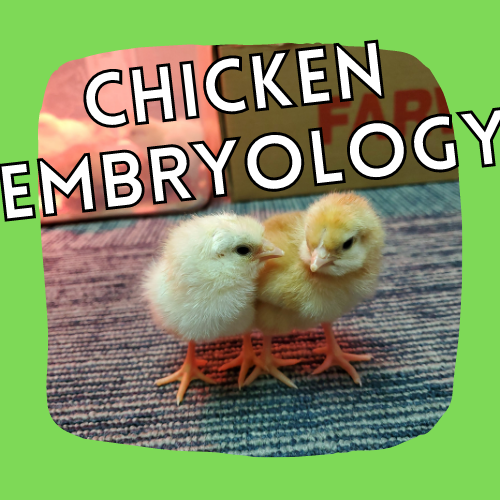 Chicken Embryology Button