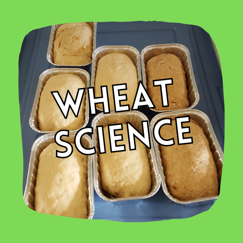 Wheat Science Button